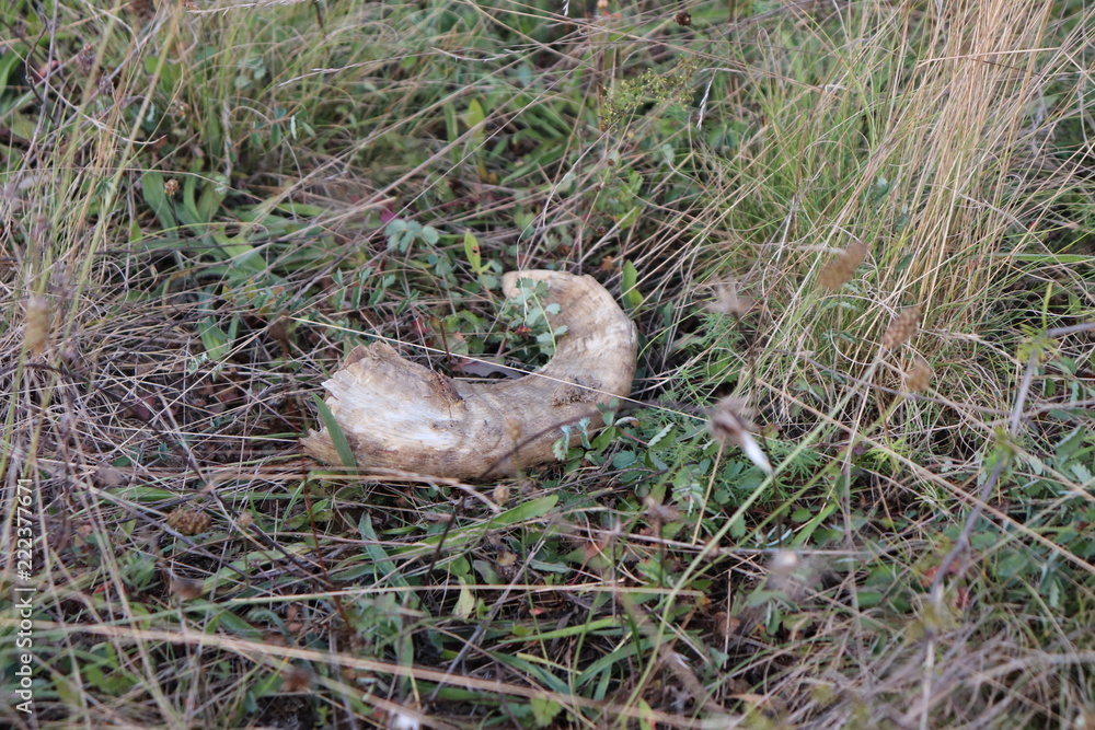 detached cow horn in nature