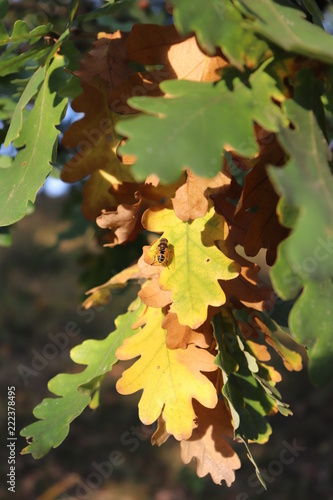 Bee on an oak leaf