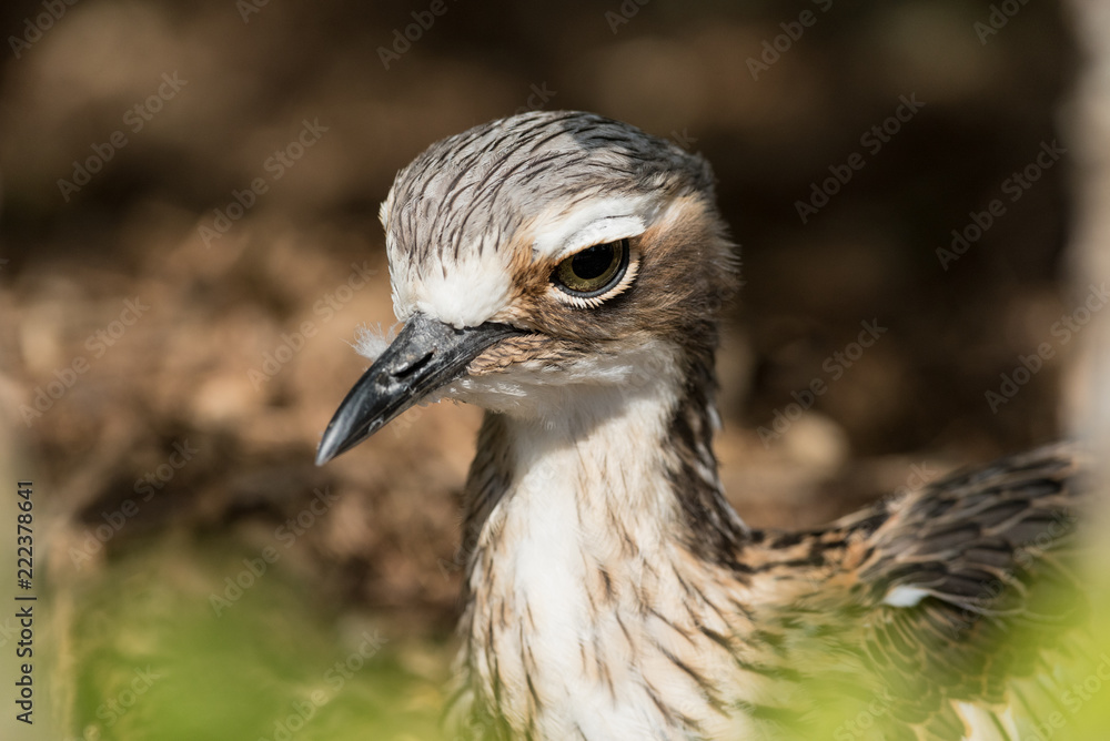 Closeup portrait of a bush stone-curlew in a sanctuary in Brisbane, Queensland, Australia. Closeup portrait of a bush stone-curlew in a sanctuary in Brisbane, Queensland, Australia.