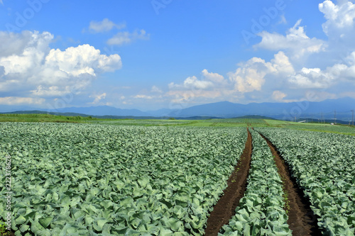 嬬恋村のキャベツ畑