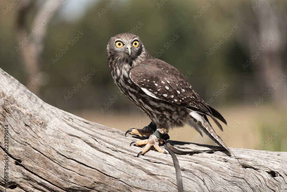 A barking owl perched on a log at a sanctuary in Brisbane, Queensland, Australia. A barking owl perched on a log at a sanctuary in Brisbane, Queensland, Australia.
