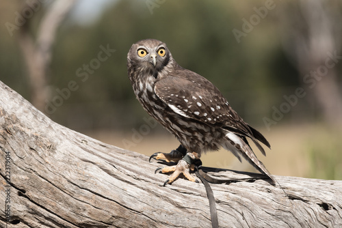A barking owl perched on a log at a sanctuary in Brisbane, Queensland, Australia.
