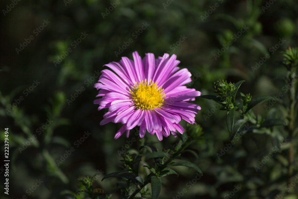 purple flowers of aster dumosus, flower of American asters. purple flowers of aster dumosus, flower of American asters.