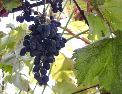 Grapes on the Vine Still in the Farmers Field created by a Master Vintner, Ripe grapes hang on the vine.