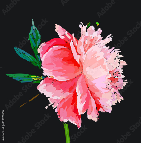 peony flower