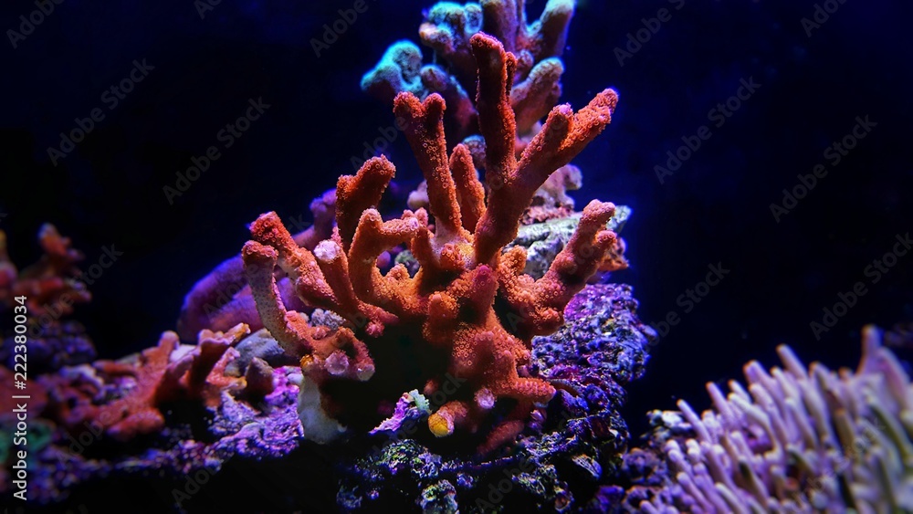 Fototapeta premium Montipora kolorowy koral SPS w akwarium Reef