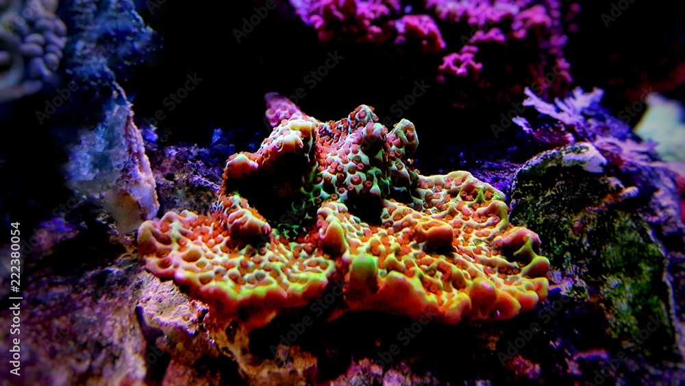 Obraz premium Montipora kolorowy koral SPS w akwarium Reef