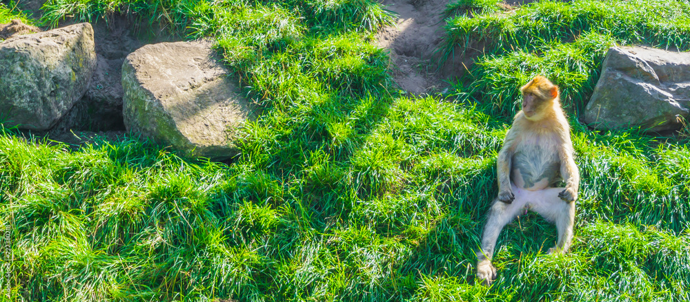 Animal Nudist A Brown Orange Monkey Sitting Down On A Green Grass Hill animal-nudist-a-brown-orange-monkey-sitting-down-on-a-green-grass-hill