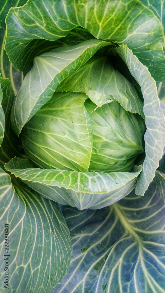 Fototapeta premium Close-up view of a vibrant green cabbage head with detailed outer leaves and prominent veins, naturally growing in a garden or field.