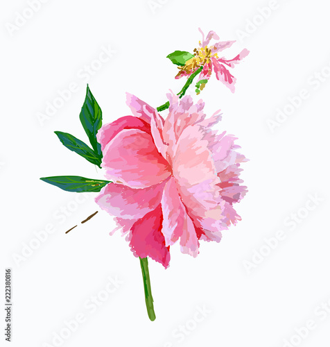 peony flower