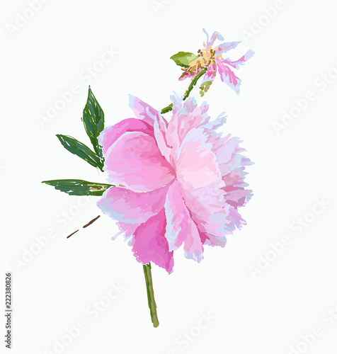 peony flower
