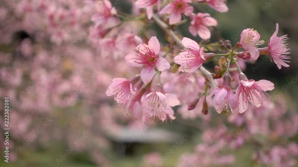 Pink sakura blossom flowers close up Pink sakura blossom flowers close up