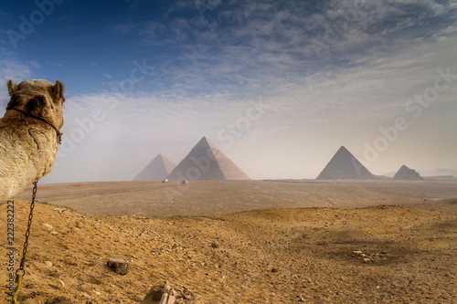 Camel photo bombs the great pyramids of Giza