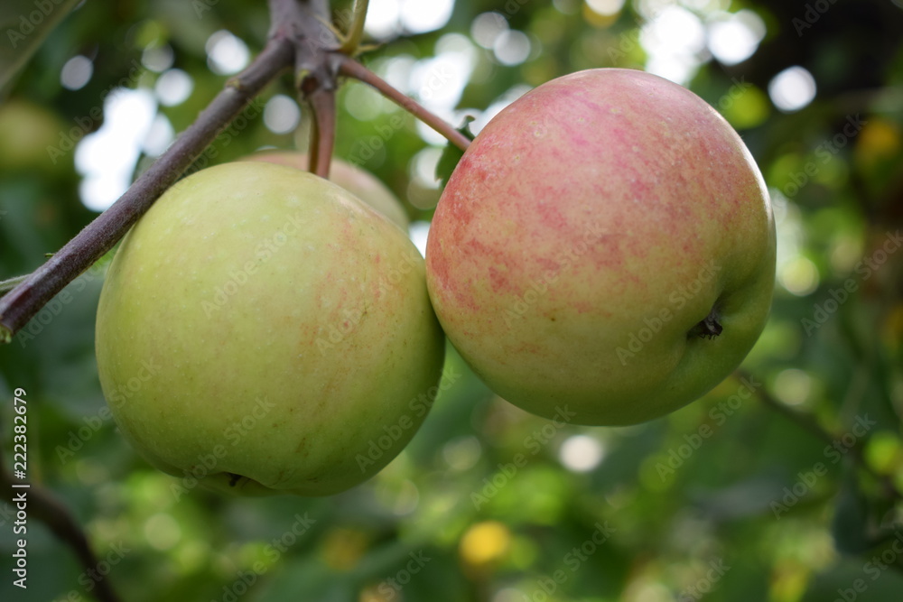 Dojrzewające jabłka odmiana Rubinola