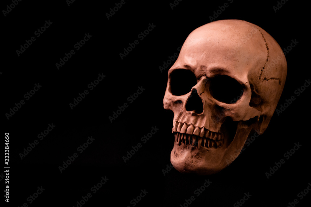 Human Size Skull on Dark Solid Background Human Size Skull on Dark Solid Background
