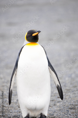 Beautiful Shots Cute Penguins Antarctica Snow