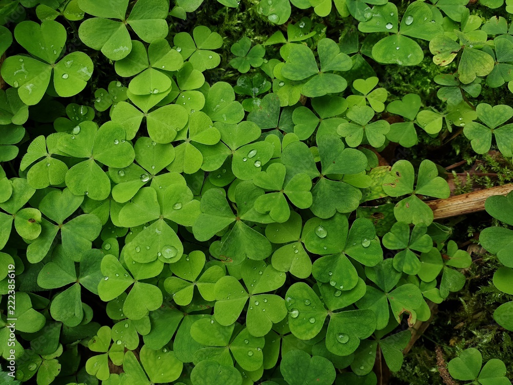 Close up view of the shamrocks decorated with raindrops in the middle of the forest. Close up view of the shamrocks decorated with raindrops in the middle of the forest.