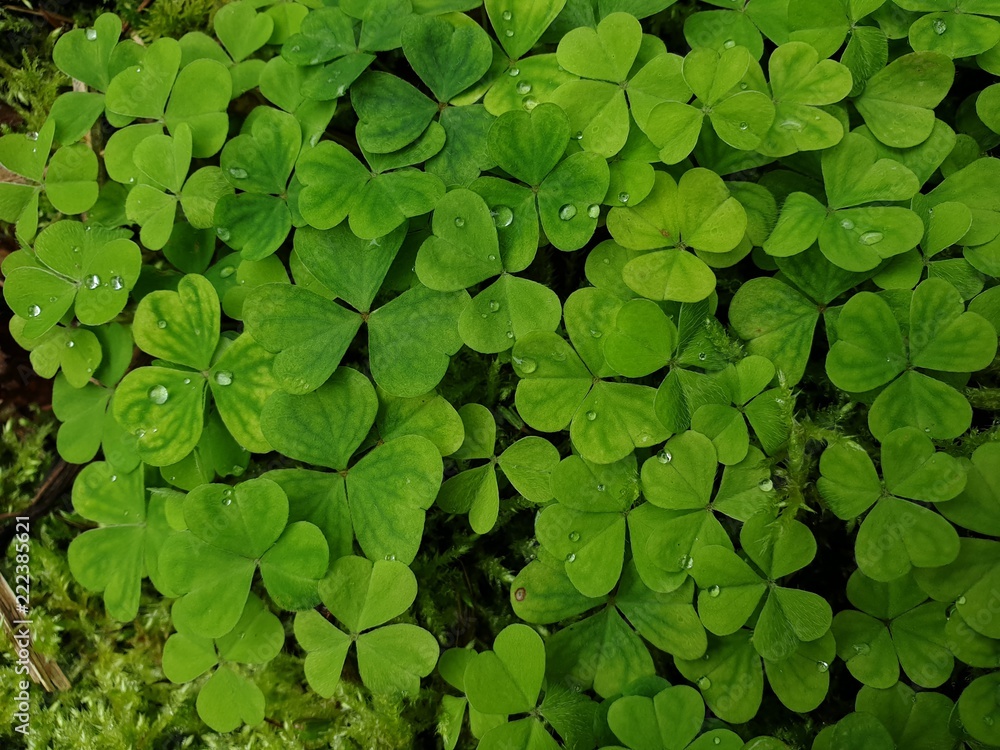Close up view of the shamrocks decorated with raindrops in the middle of the forest. Close up view of the shamrocks decorated with raindrops in the middle of the forest.