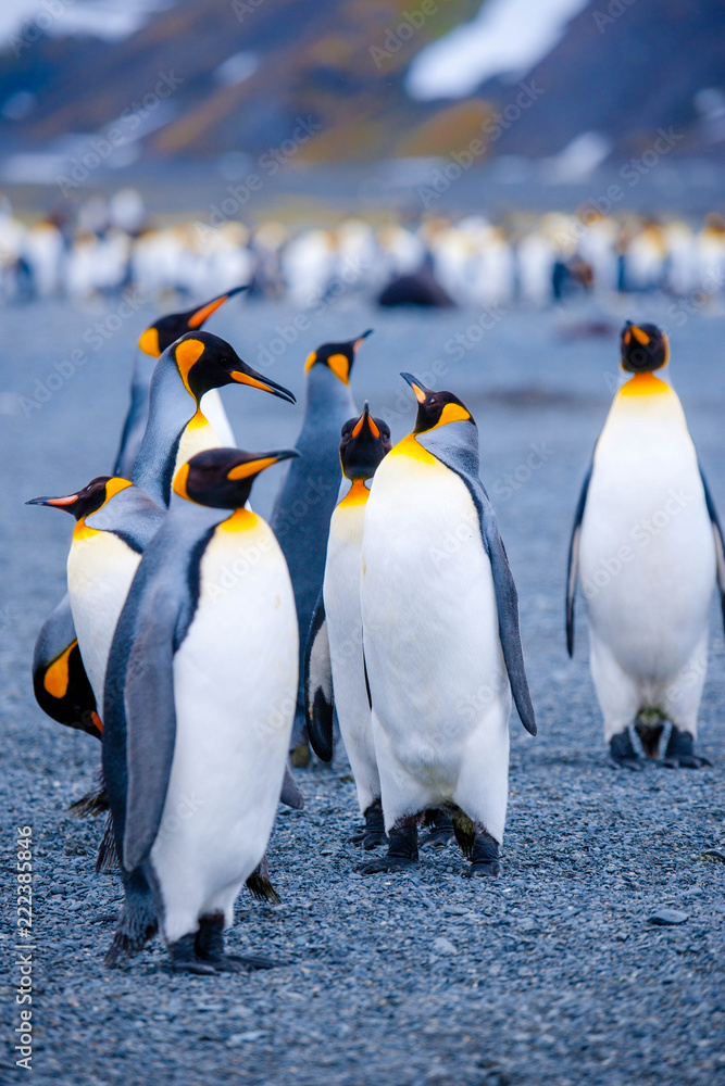 Fototapeta premium Beautiful Shots Cute Penguins Antarctica Snow