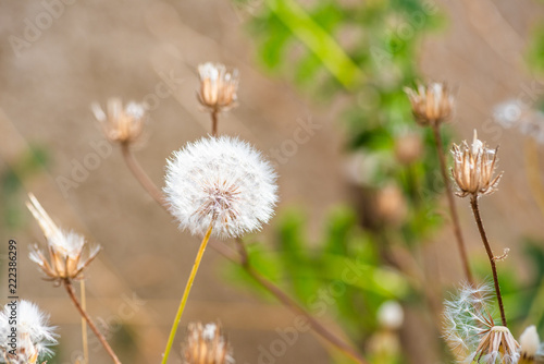 AIGRETTE DU PISSENLIT