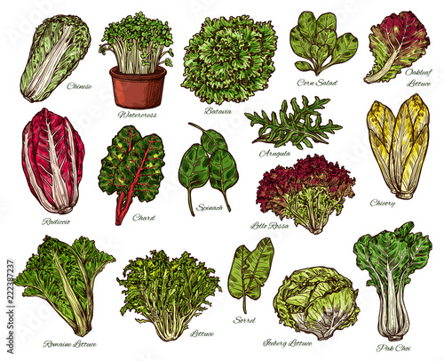 Salads and farm lettuce vegetables vector sketch