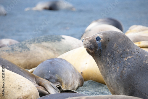 Cute Penguins Seals Sea Lions Elephant