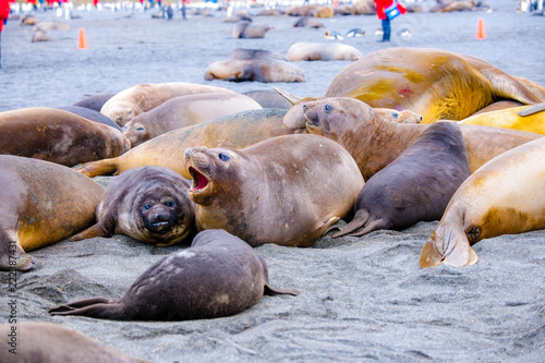Cute Penguins Seals Sea Lions Elephant