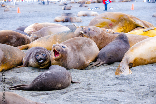 Cute Penguins Seals Sea Lions Elephant