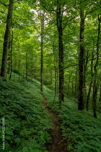 Green Summer Forest with Thin Dirt Trail