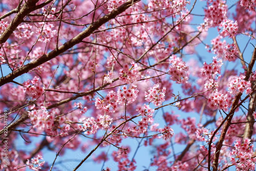 Wild Himalayan Cherry Blossoms in spring season (Prunus cerasoides), Sakura in Thailand, selective focus, Phu Lom Lo, Loei, Thailand. Wild Himalayan Cherry Blossoms in spring season (Prunus cerasoides), Sakura in Thailand, selective focus, Phu Lom Lo, Loei, Thailand.