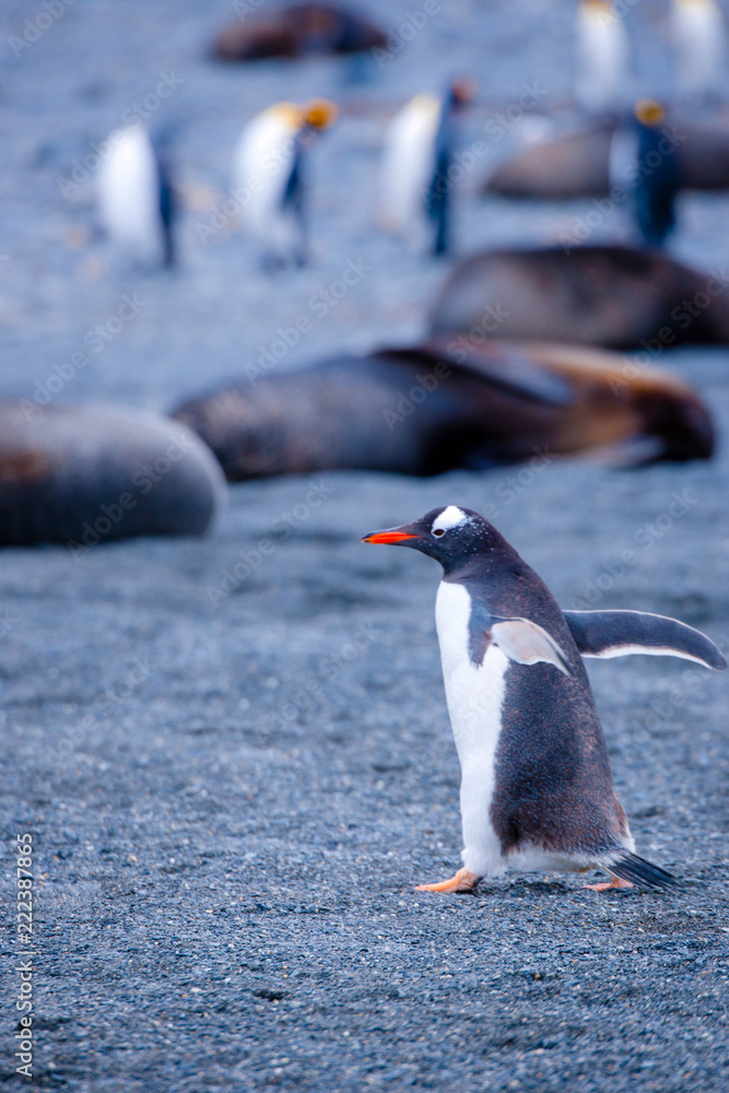 Fototapeta premium Beautiful Shots Cute Penguins Antarctica Snow