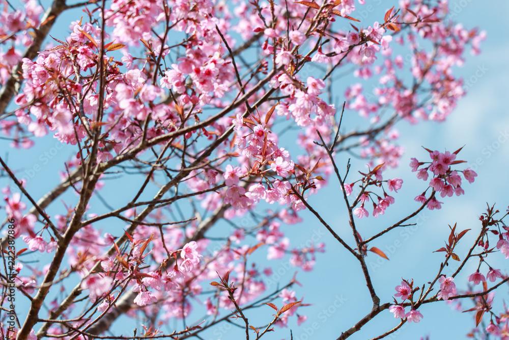 Wild Himalayan Cherry Blossoms in spring season (Prunus cerasoides), Sakura in Thailand, selective focus, Phu Lom Lo, Loei, Thailand. Wild Himalayan Cherry Blossoms in spring season (Prunus cerasoides), Sakura in Thailand, selective focus, Phu Lom Lo, Loei, Thailand.