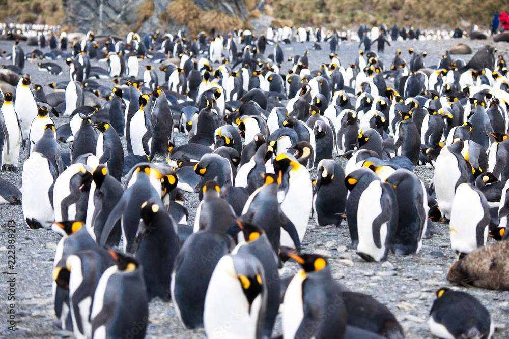 Obraz premium Beautiful Shots Cute Penguins Antarctica Snow