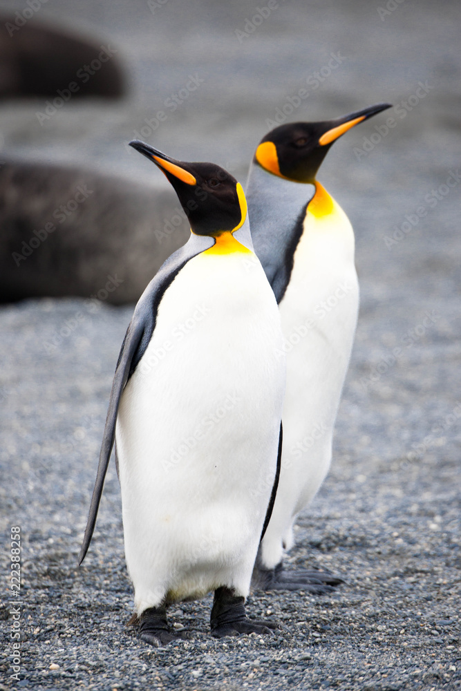 Fototapeta premium Beautiful Shots Cute Penguins Antarctica Snow