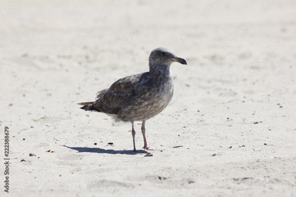 Seagull on Beach Seagull on Beach