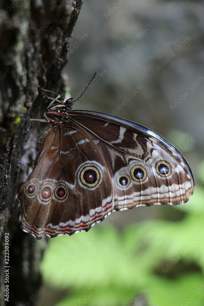 papillon papillon