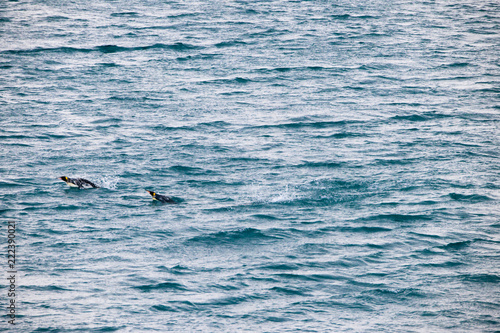 Wallpaper Mural Beautiful Shots Cute Penguins Antarctica Snow Torontodigital.ca