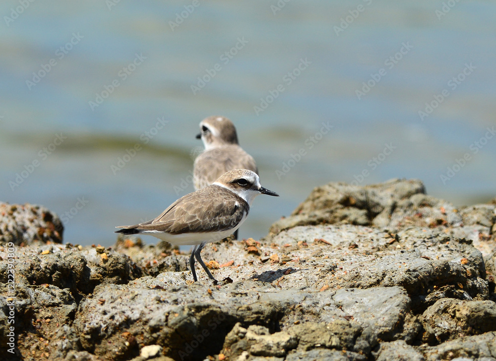 Kentish Plover (Charadrius alexandrinus) Kentish Plover (Charadrius alexandrinus)