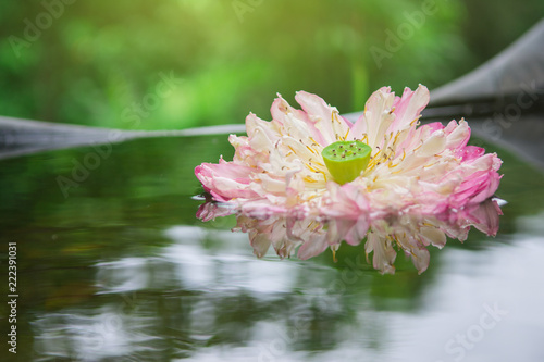 Beautiful pink lotus flower in pond on natural background