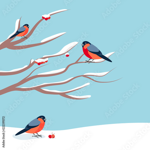 Bullfinch sitting on snow-covered branch of mountain ash. Christmas and New Year design greeting cards.