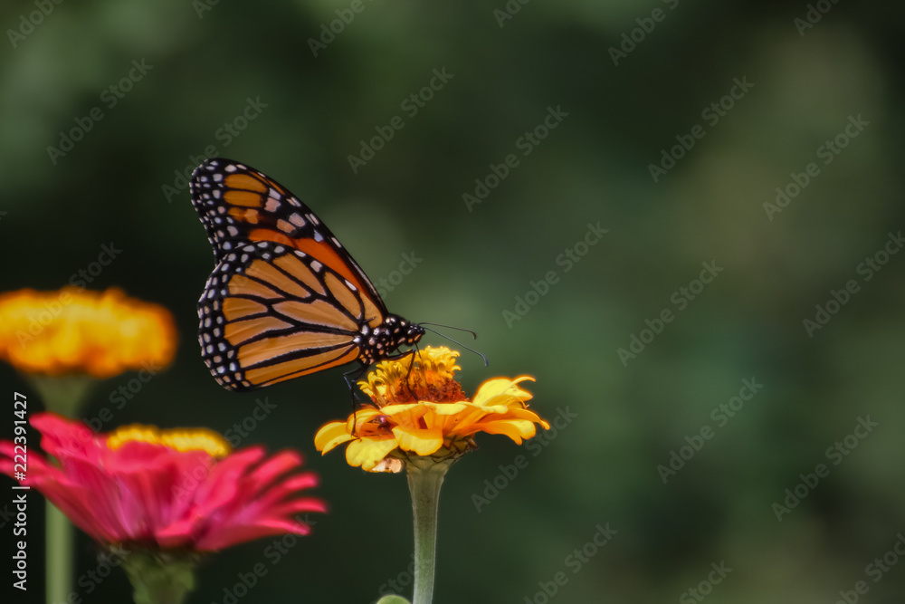 Butterfly on flower Butterfly on flower