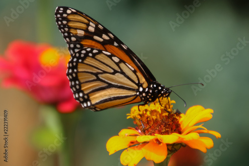 butterfly on flower © Maggie