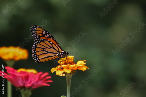 Butterfly on flower © Maggie