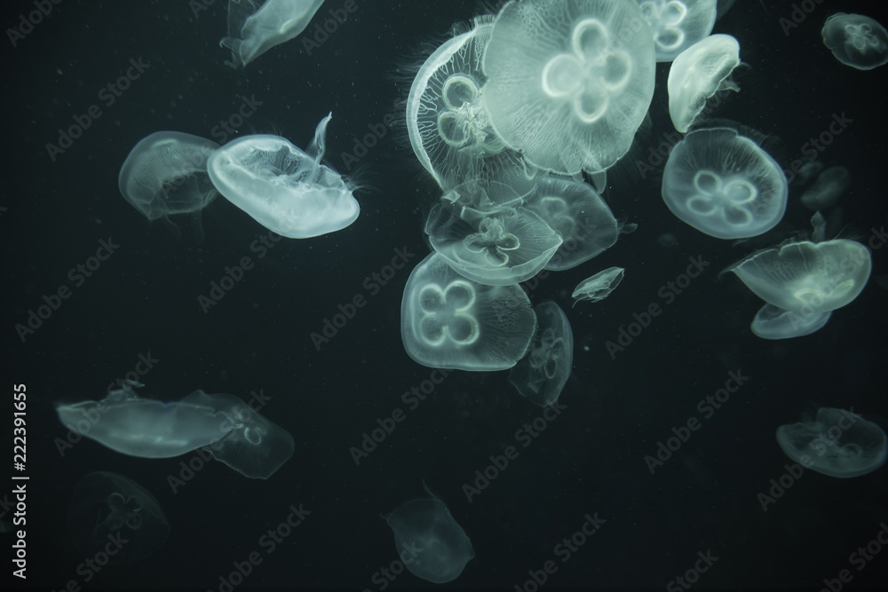 jellyfish in the aquarium jellyfish in the aquarium