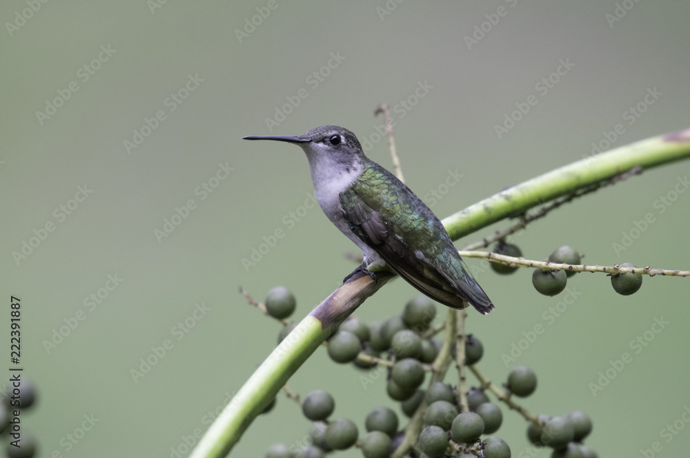 Fototapeta premium Hummingbird