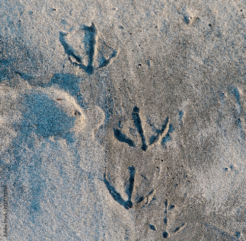 Photography Several seagull footprints in the sand on a Pacific ocean beach in southern Cali