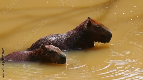 capybara in water