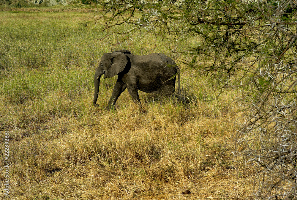 Fototapeta premium An Elephant Calf Walking Through Grassland in Tarangire National Park, Tanzania