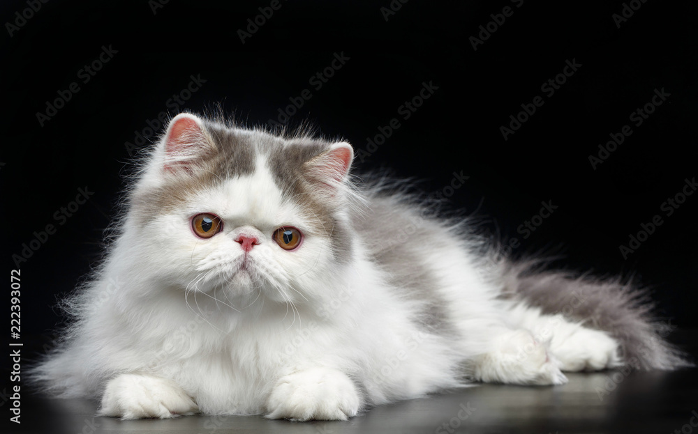 Exotic cat isolated on Black Background in studio Exotic cat isolated on Black Background in studio