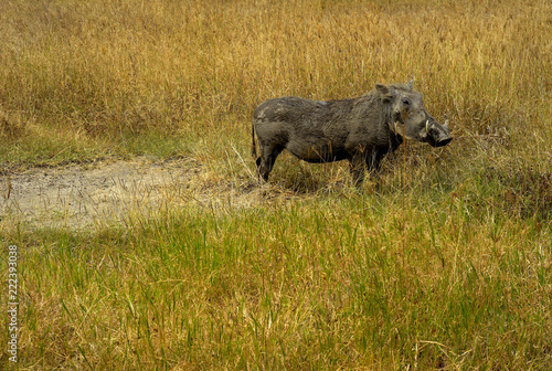 A Warthog in a Grassy Plain  Ngorongoro Crater  Tanzania